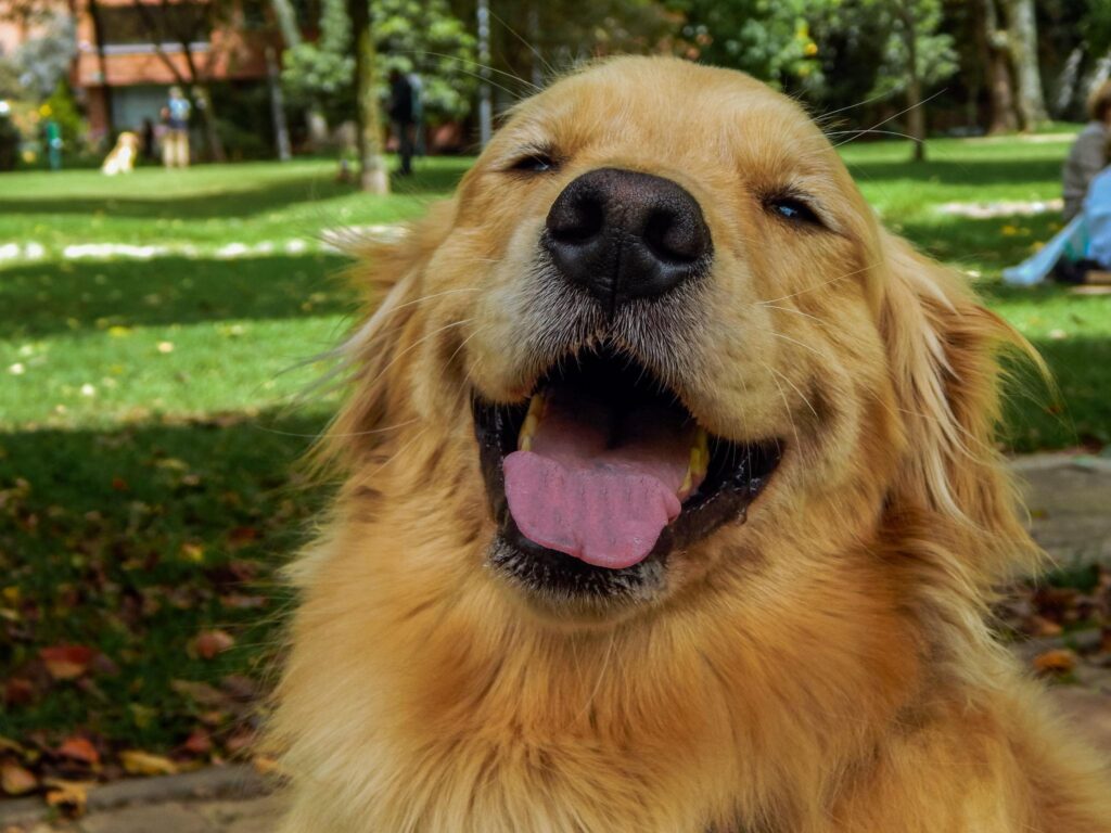 Un perro feliz