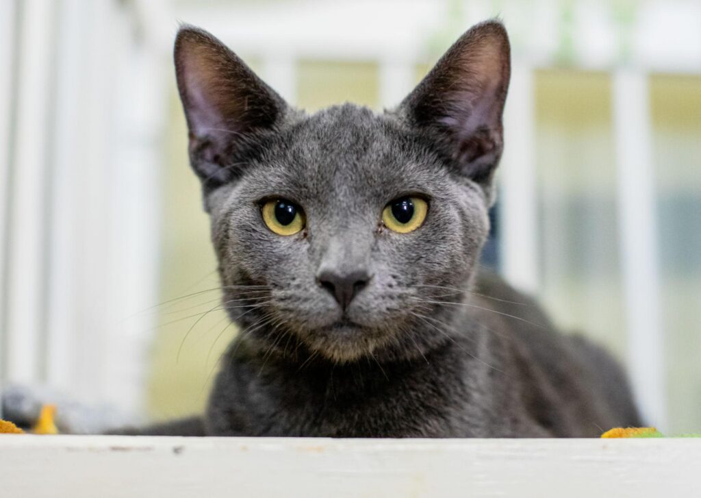 Un gato gris mirando a la cámara