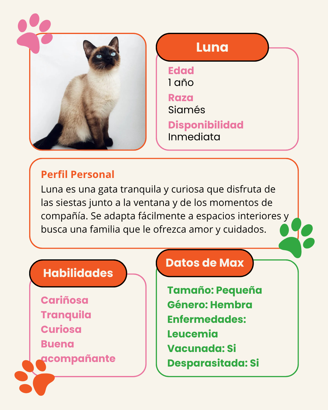 Adopcion de gato Luna