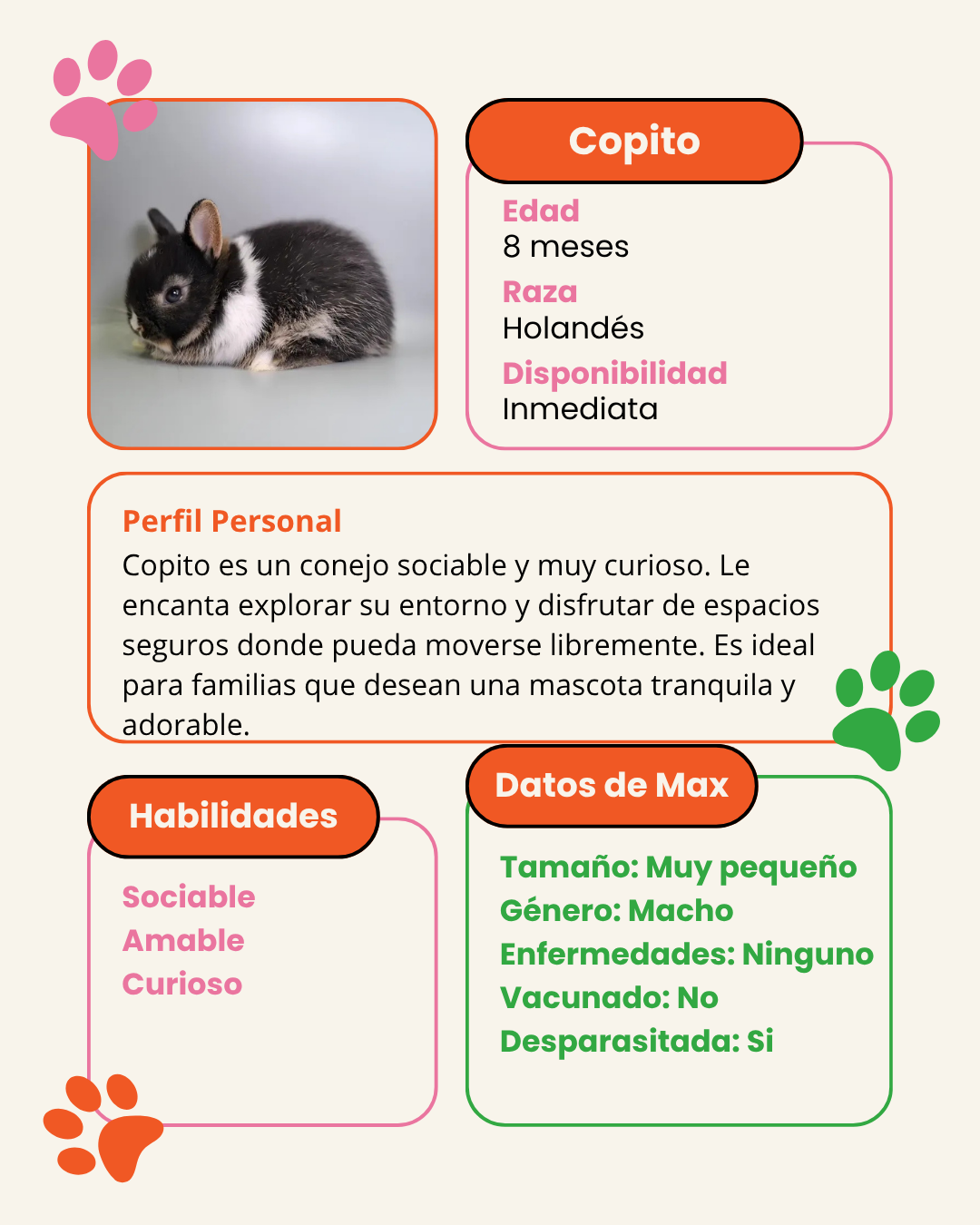 Adopcion de conejo Copito