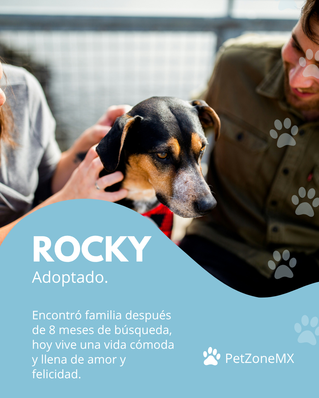 Perro Rocky adoptado