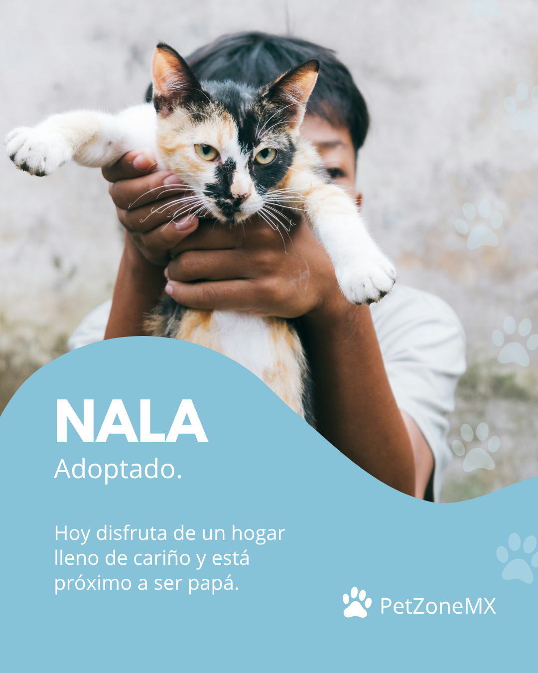 Gato Nala adoptado
