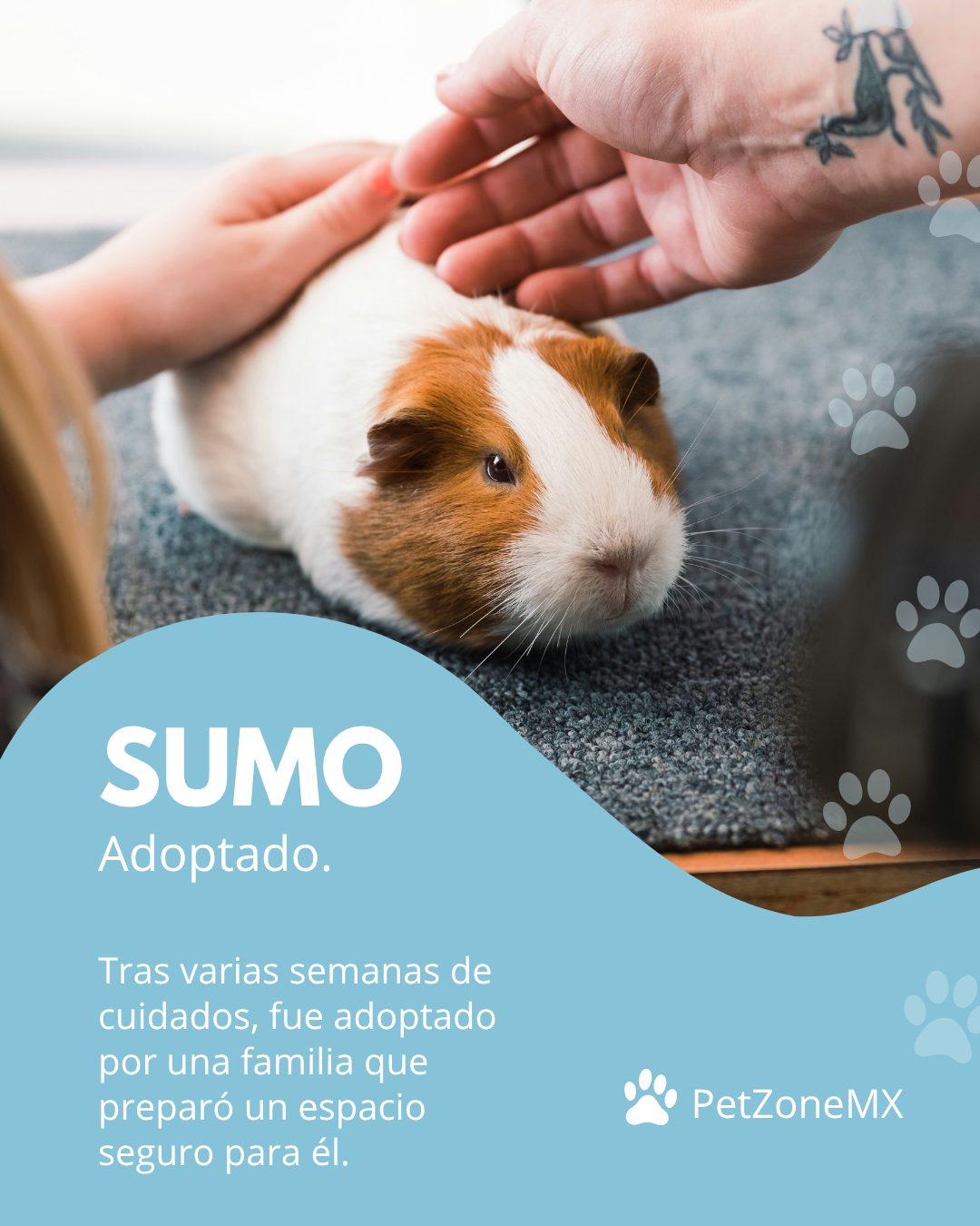 Cuyo Sumo adoptado
