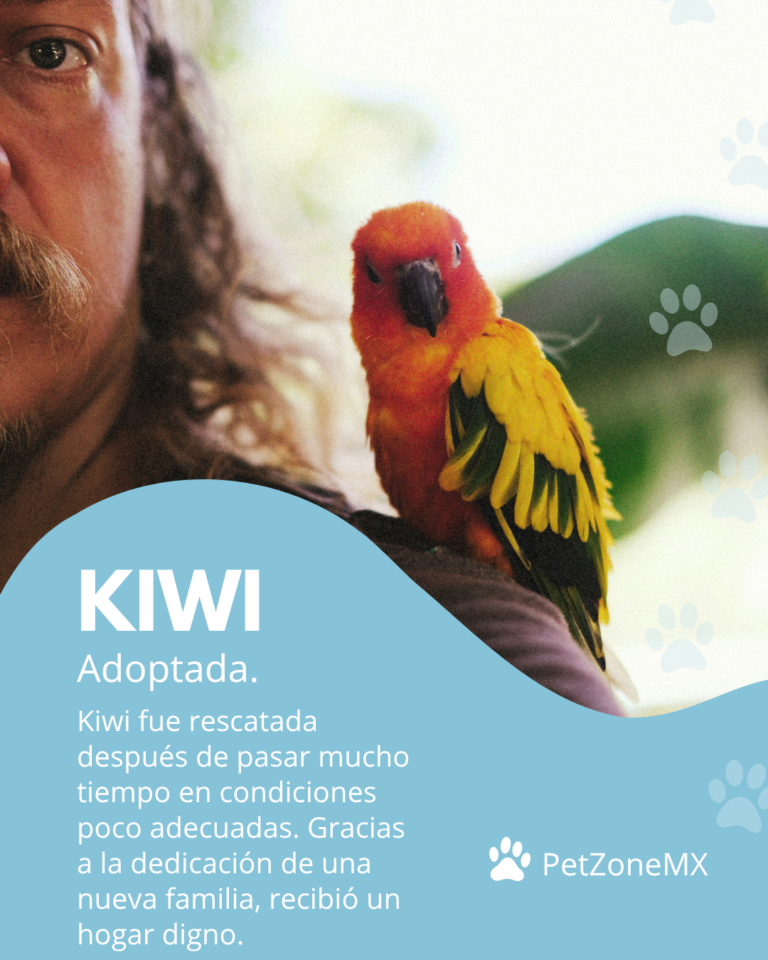 Perico Kiwi adoptado
