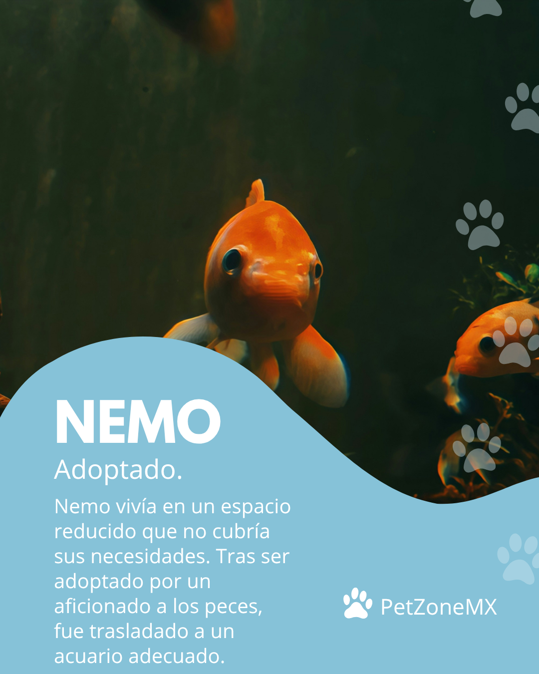 Pez Nemo adoptado