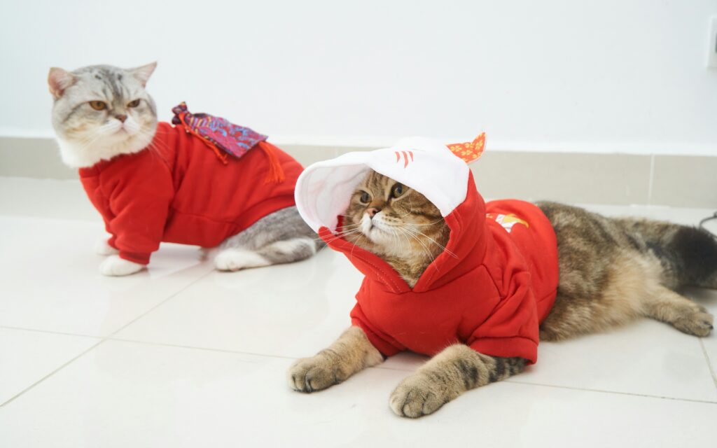 Una pareja de gatos compartiendo outfit