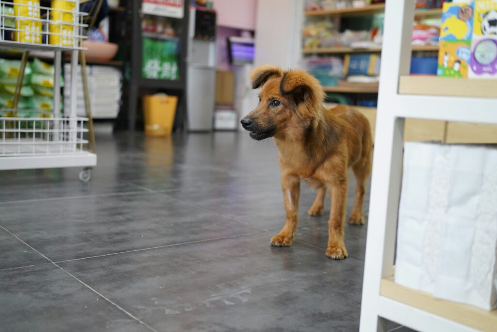 Un perro en su visita al doctor