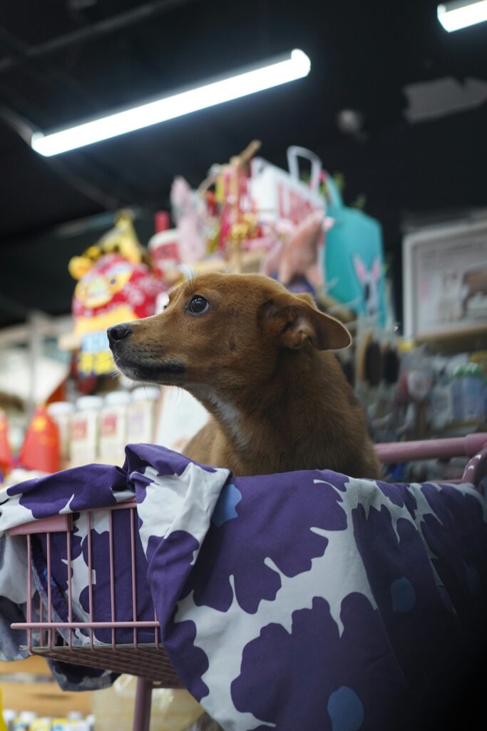 Un perro descansando sobre una cobija