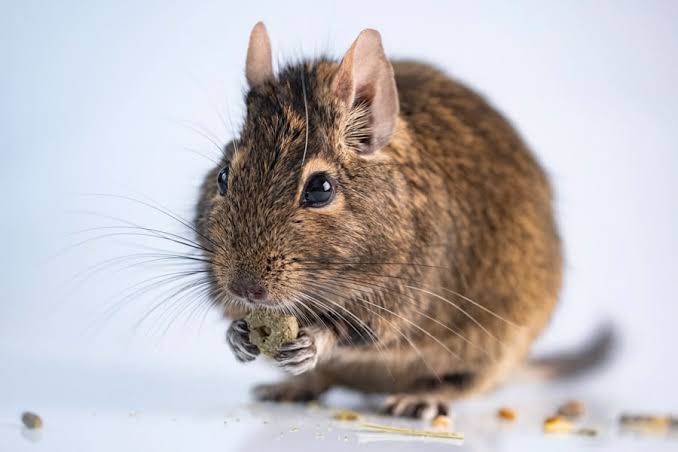 Una chinchilla comiendo