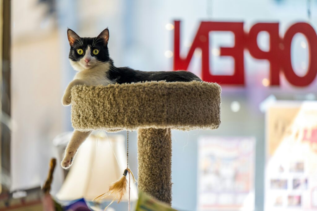 Un gato descansando sobre una torre