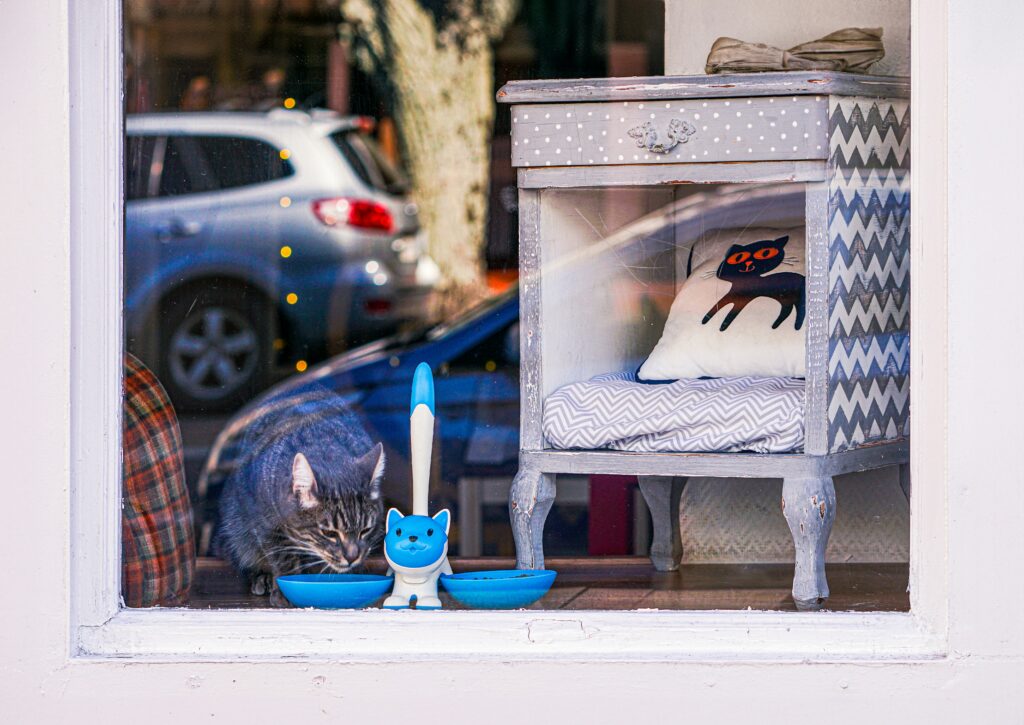 Un gato dentro de la tienda